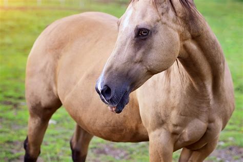 Guanabenz for horses. The US Forest Service is gathering wild horses in California. Some will be sold to be eaten as meat. Animal advocates are suing to rein in the government. The Wild West is not so w... 