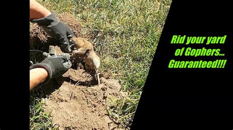 Guaranteed easy way to get rid of gophers from damaging your …