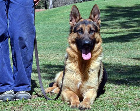 Guard dog obedience training.  It&rsquo;s important to take preparation steps before you start tra...