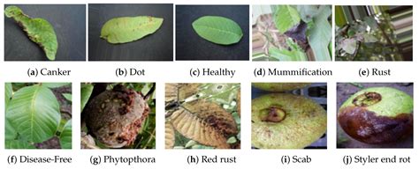 Guava: vad det &auml;r, f&ouml;rdelar och nackdelar, hur man &auml;ter den