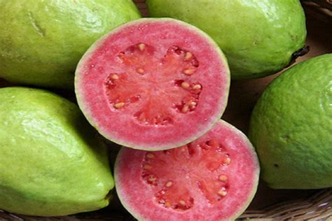 Guava agaci