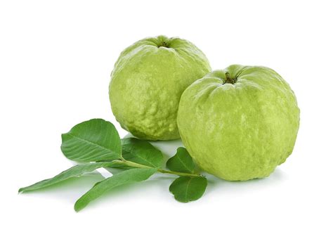 According to the archaeological record in Peru about the evidence of guava cultivation, it was shown that guava cultivated have started as early as 2500 BC. Read on more detailed information about the origin of guava. Overview. Guava (scientific name: Psidium guajava) is a small tree or shrub that belongs to the family Myrtaceae.. 