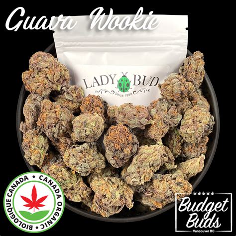 Guava wookie strain. Guava Z, also known as “ Guava 'Z,” is a sativa dominant hybrid strain (80% sativa/20% indica) created as a phenotype of the infamous Gelato strain. This celebrity child offers an amazing flavor, soothing yet vibrant high and long-lasting effects into each beautiful little nugget. Like its name suggests, Guava Z packs a sweet and fruity ... 
