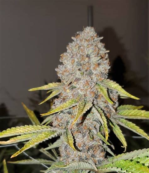 Guavaz 74 strain. Nausea. Guava Runtz is a hybrid weed strain made from a genetic cross between Guava and Runtz. This strain is a rare and exotic treat for anyone who loves fruity and gassy flavors. Guava Runtz has ... 