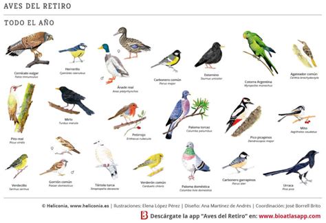 Guiá de las aves del entorno urbano. - Essentials and study guide answer key atmosphere.