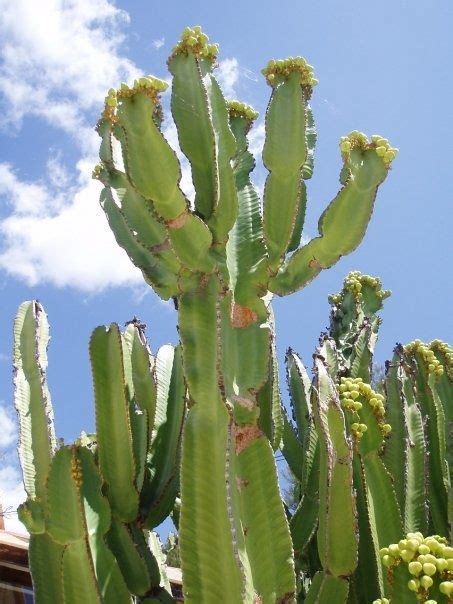 Guia de cactus cactus guide spanish edition. - Descargar manual de taller daewoo racer.
