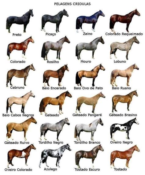 Guia de las razas de caballos. - Year 4 test 4a qca teacher guide.