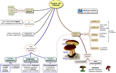 Guida ai funghi cuori del regno. - Dynamics of life study guide answer.
