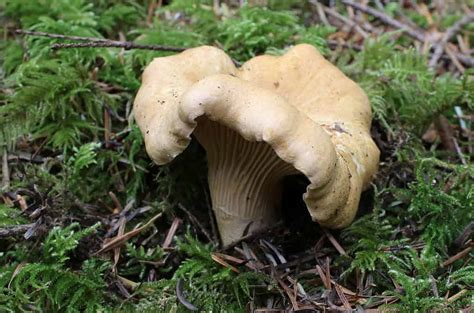 Guida ai funghi per l'alaska mushroom picture guide for alaska. - Virgen maria contada a los ninos (fe infantil).