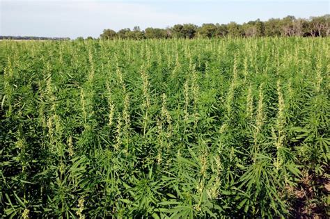 Guida alla coltivazione di marijuana all'aperto. - Manuale di servizio evinrude 200 cv ocean pro.