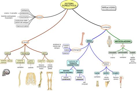 Guida allo studio del sistema muscolo scheletrico. - The right imaging study a guide for physicians.