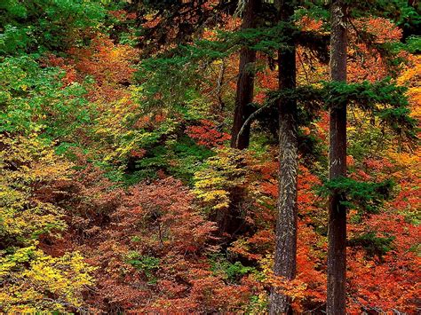 Guida naturalistica alla foresta del nord esplorando l'ecologia delle foreste di new york, new hampshire, vermont. - Astro a40 2013 manuale di istruzioni.
