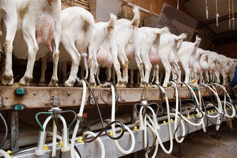 Guida storeyaposs per allevare capre da carne gestendo allevamento ma. - Manuale di servizio del tagliasiepi poulan pro pp2822.