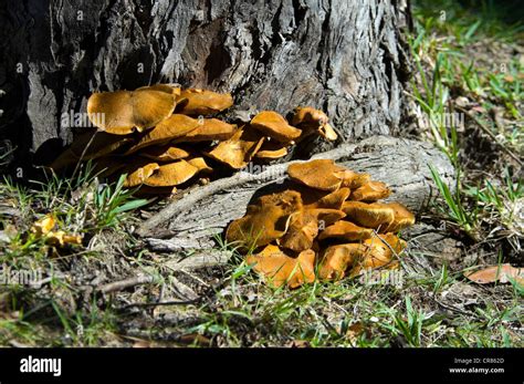 Guida sul campo ai funghi australiani. - Manuale di platino per cacciatori di taglie.