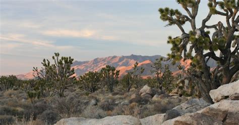 Guide: Seven Incredibly Old Mojave Desert Plants - KCET