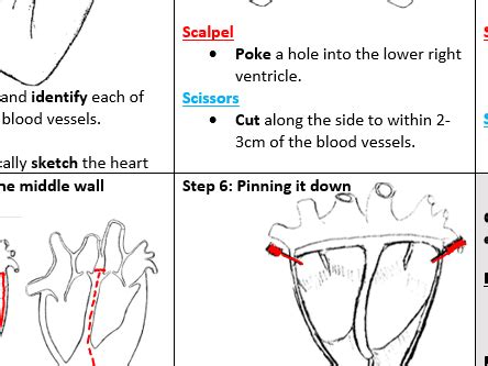 Guide Dissection Heart