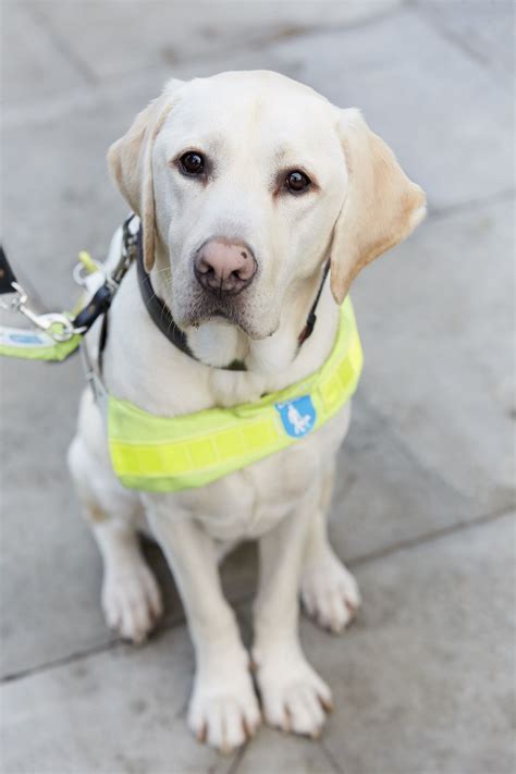 Guide Dog Spic Manual
