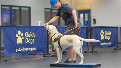 Guide Dog Trainer Training
