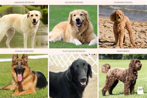 Guide Dogs Breeds