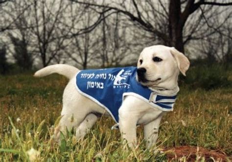 Guide Dogs For The Blind Israel