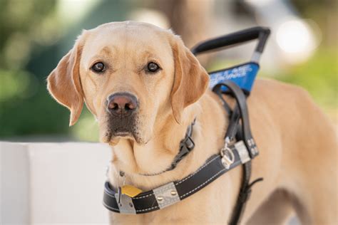 Guide Dogs For The Blind Near Me
