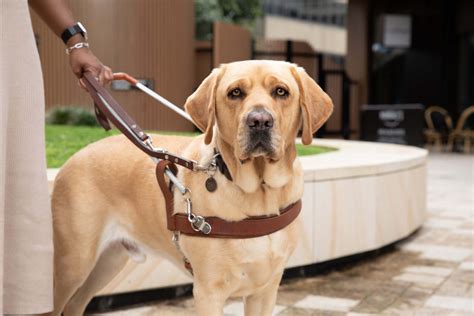 Guide Dogs Victoria Shop