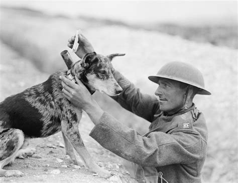 Guide Dogs Ww1