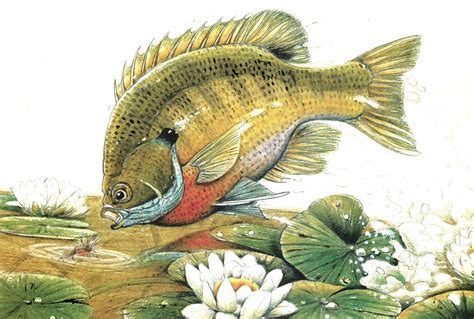 Guide To Hawaii Fishing For Sunfish, Panfish & Bluegill