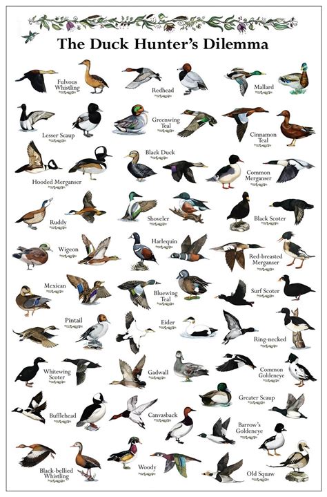 Guide To Hunting Ducks