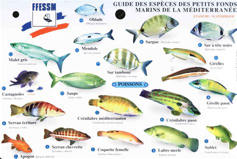 Guide des poissons de la mediterranee. - The picture of dorian gray study guide teachers copy.
