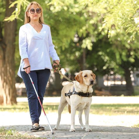 Guide dog. Mobility assistance dogs offer an invaluable service to those with mobility impairments. They can assist with tasks including everything from opening doors, turning on lights, pressing buttons and can also be taught to fetch items for their handlers. Larger breeds such as Labradors, Golden Retrievers, Samoyeds and … 