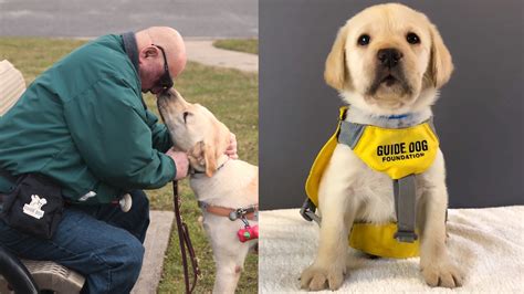 Guide dog foundation. Things To Know About Guide dog foundation. 