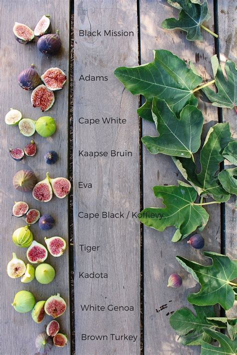 Guide to Common Varieties and Types of Figs