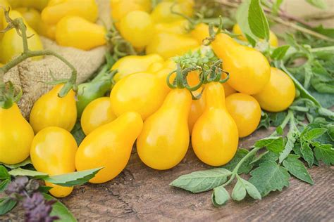 Guide to Growing Yellow Pear Tomatoes - Gardening …