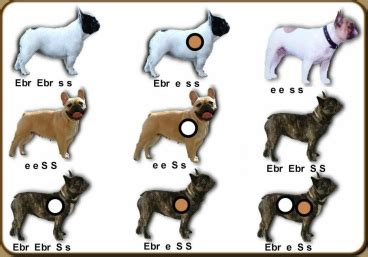 Guide to Health Testing Your French Bulldog: Genetic & OFA