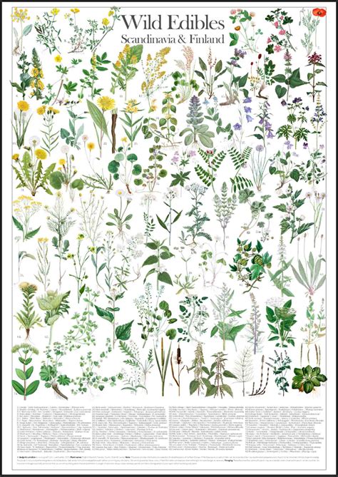 Guide to edible wild plants of europe. - Through the mists of faerie a magical guide to the.