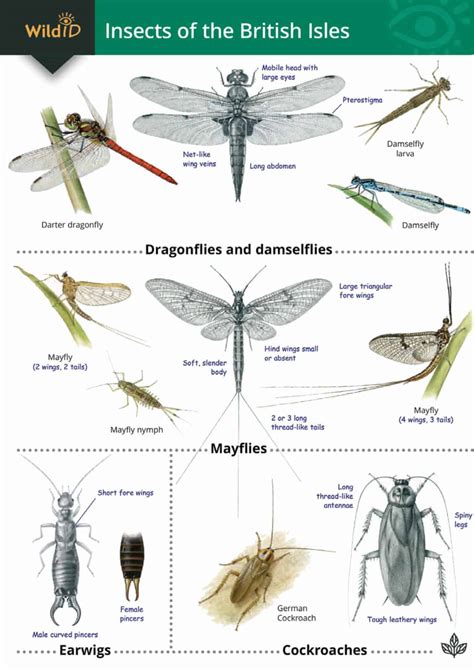 Guide to insects of the british isles. - Owners manual peugeot 206 plus 2011.