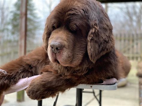 Guide to owning a newfoundland re dog. - Arrowhead adventures the ultimate guide to indian artifact hunting.