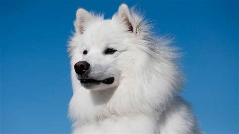 Guide to owning an american eskimo re dog. - 1991 1992 yamaha dt175 workshop repair manual.