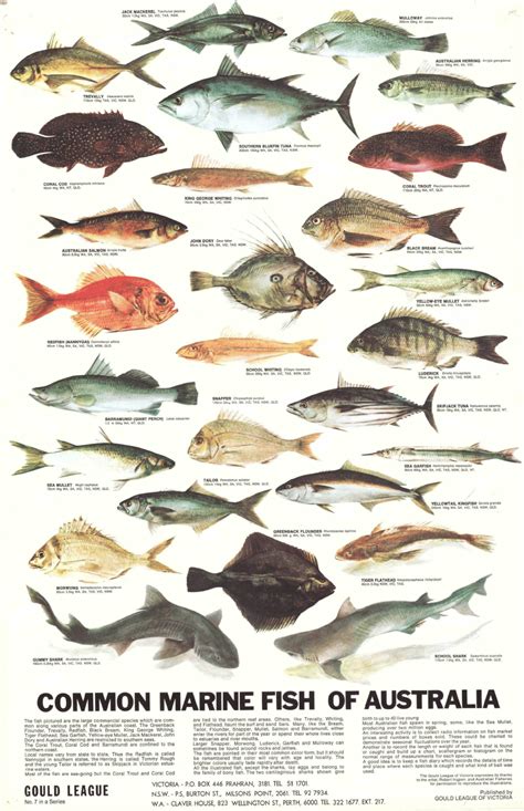 Guide to sea fishes of australia. - Modern biology study guide answer key 46 1.