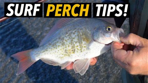 Guide to surf perch fishing tips. - Breakthrough thinking a guide to creative thinking and idea generation.