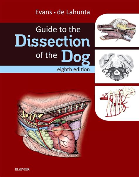Guide to the dissection of the dog. - Financial accounting for mbas easton solution.