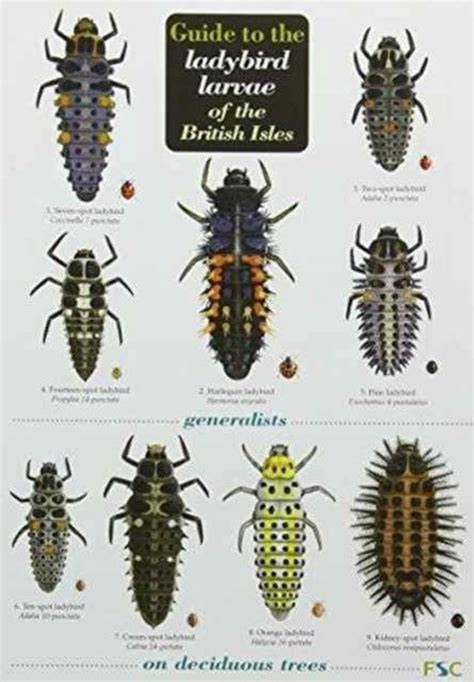 Guide to the ladybird larvae of the british isles. - Fisher plow minute mount 2 parts manual.