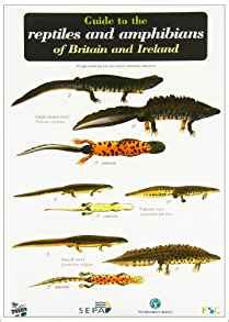 Guide to the reptiles and amphibians of britain and ireland occasional publications. - Filosofiana, la villa di piazza armerina.