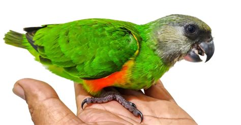 Guide to the senegal parrot and its family guide to the senegal parrot and its family. - Manual vw golf vag com codes.