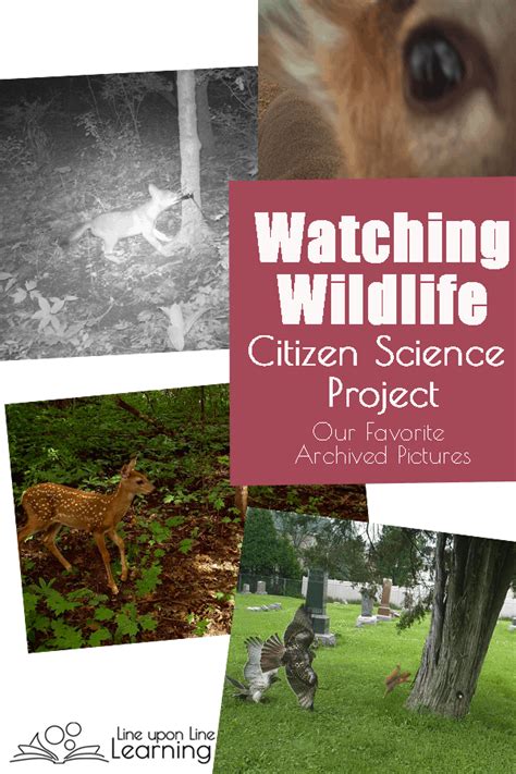 Guided Animal Research Project Line upon Line Learning