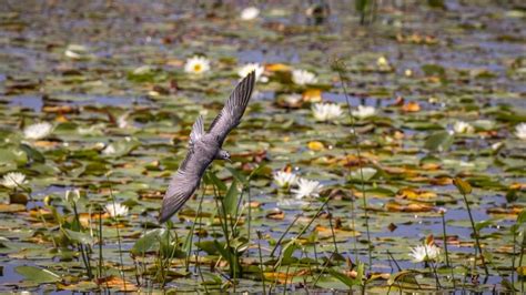 Guided Bird Walk: Houghton Lake Flats - 13 JUL 2024