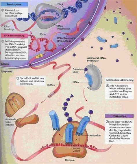 Guided skills lab kapitel 13 seite 79 proteinsynthese. - The american nation textbook online 13th edition.