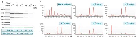 Guidelines for RNA Quantitation NEB