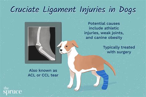 Guidelines for home rehabilitation of your dog instead of surgery for torn knee ligament the first four weeks. - Volvo l150f cargadora de ruedas manual de reparación de servicio.